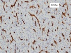 Zoom image: Cell stain