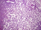 Zoom image: Cell stain