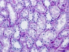 Zoom image: Cell stain