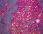 Zoom image: Cell stain