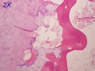 Zoom image: Cell stain