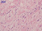 Zoom image: Cell stain