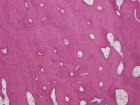 Zoom image: Cell stain
