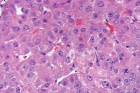 Zoom image: Cell stain