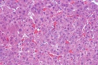 Zoom image: Cell stain