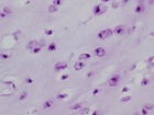 Zoom image: Cell stain