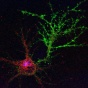Neuron. 