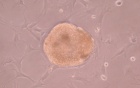 Image of a pancreatic islet cell. 
