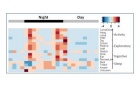 Colorized plot of circadian rhythms over a 24-hour cycle.