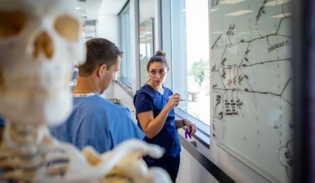 Students at a whiteboard in anatomy lab.