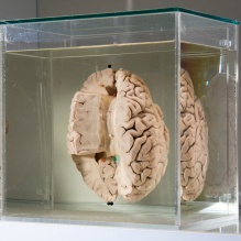 Display of a brain specimen with a corresponding card that describes the system that is being highlighted. 