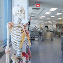 Educational skeleton in an empty gross anatomy lab. 