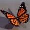 Monarch butterfly. 