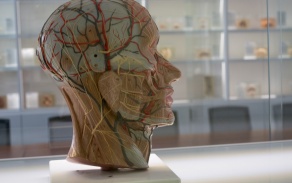 Jacobs School brain museum piece. 