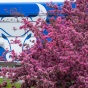 UB bull logo painted on bus. 