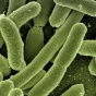 Escherichia Coli. 